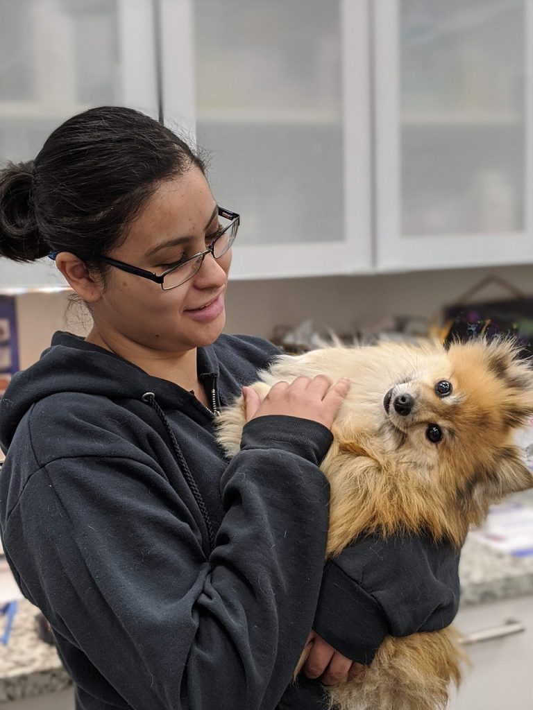dog, veterinarian, veterinary clinic-5969006.jpg