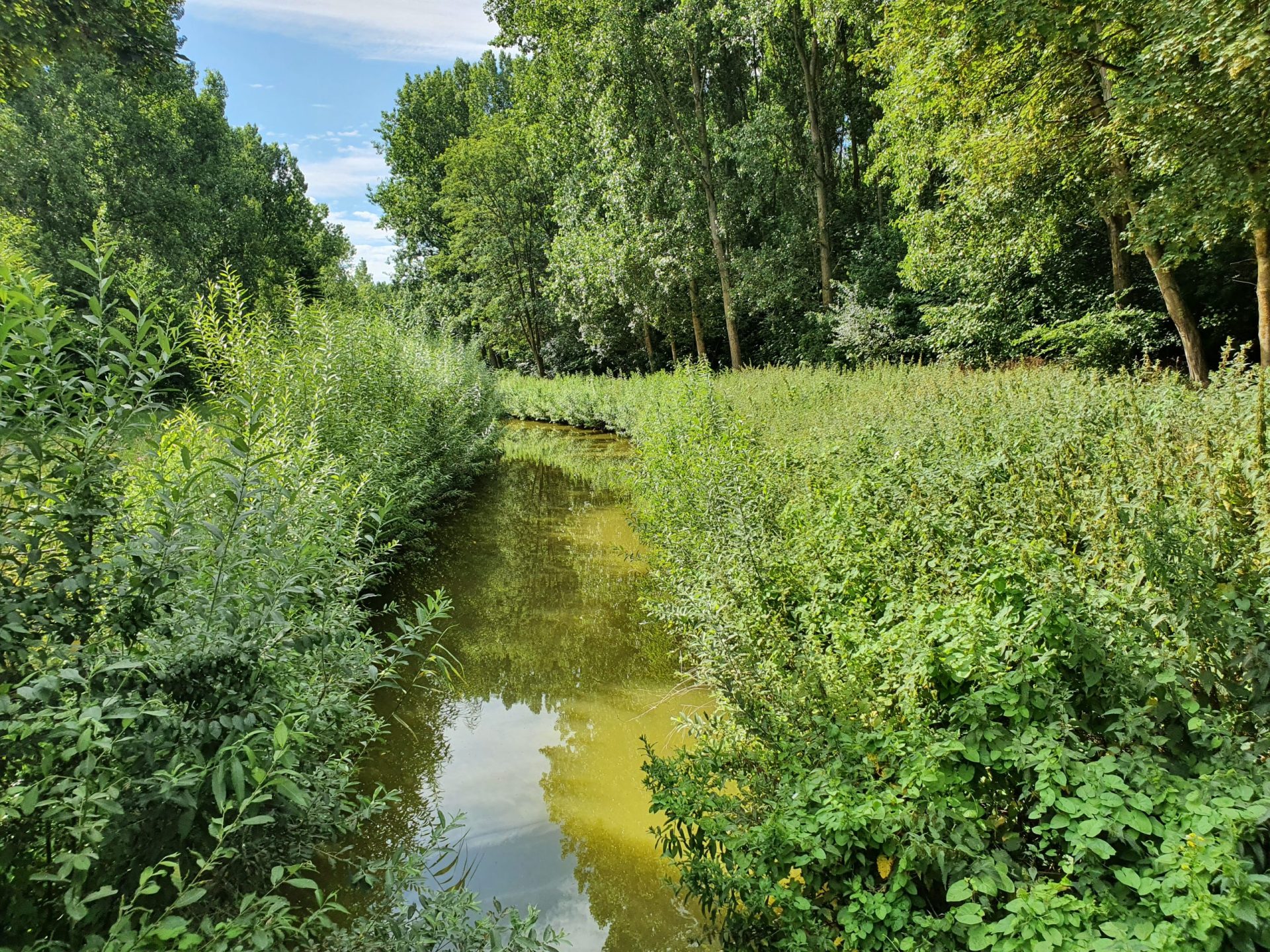 BOIS DES FORTS (2)