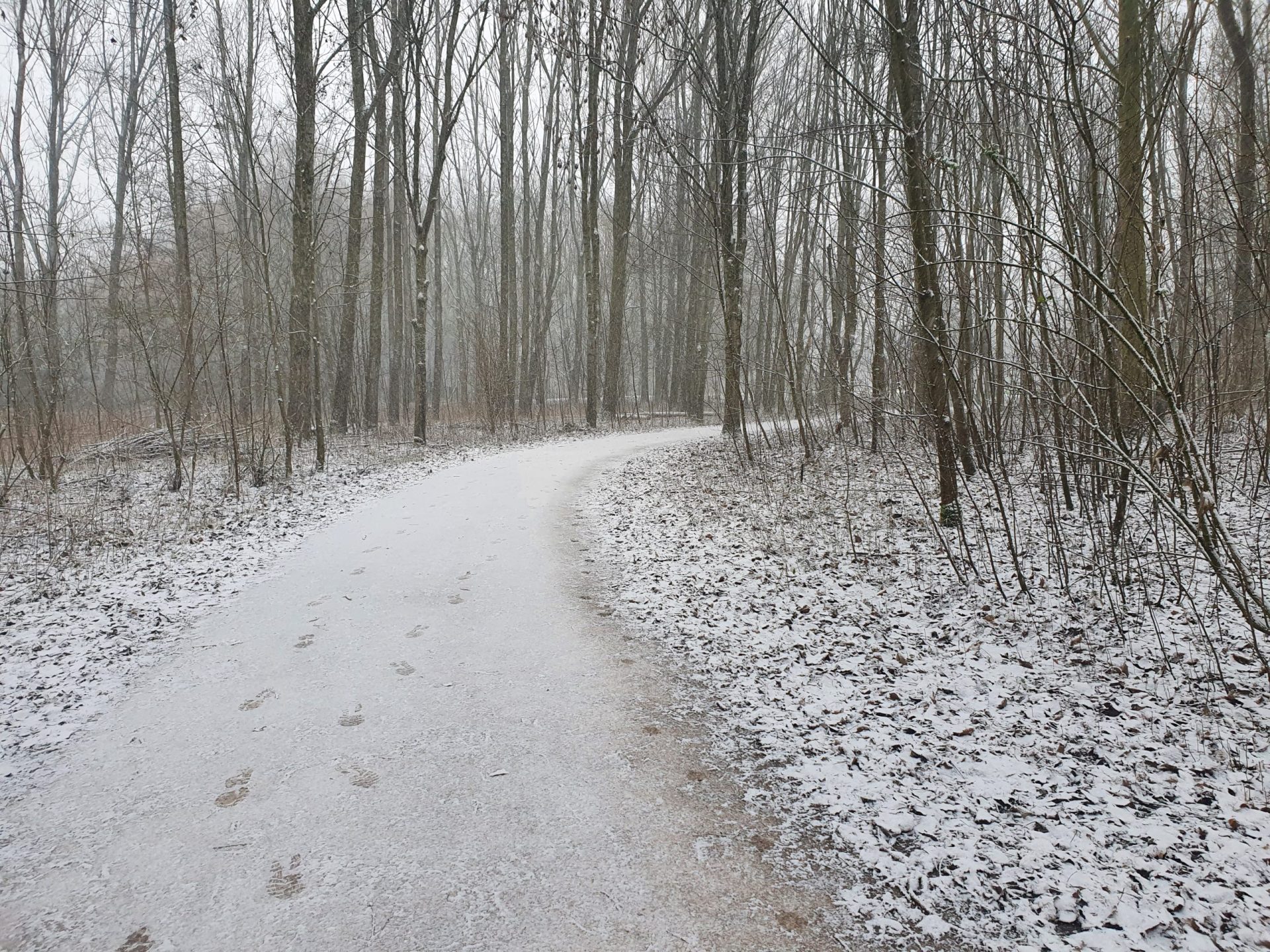 BOIS DES FORTS