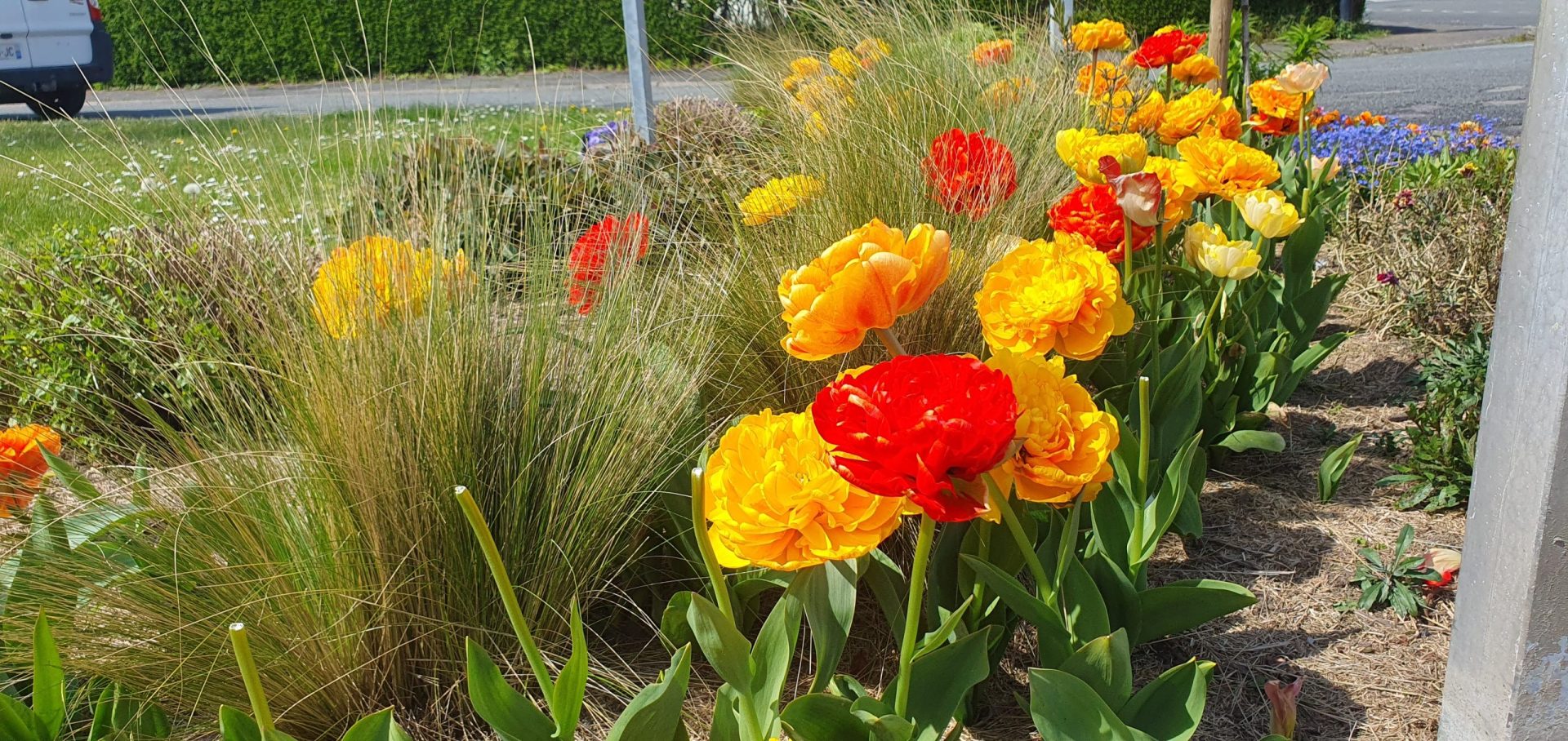 FLEURS 3