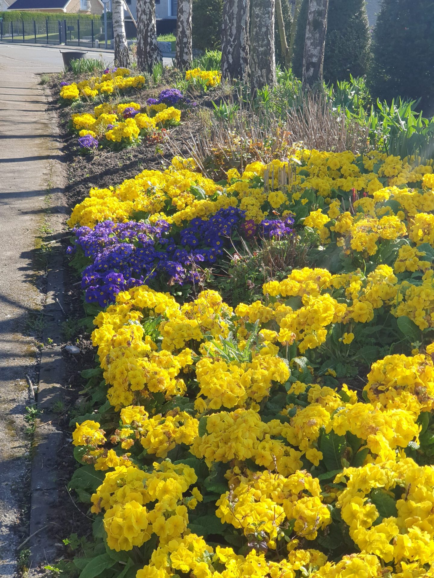 massif fleurs hiver teteghem